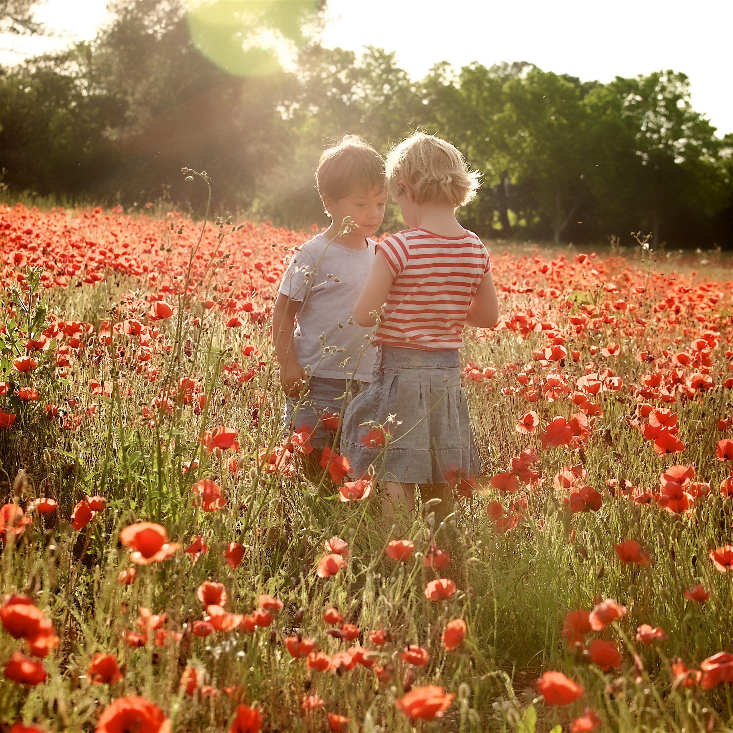 Photographie-Coquelicots-Provence-TheMoonlightStudios Photographie-Coquelicots-Provence-TheMoonlightStudios